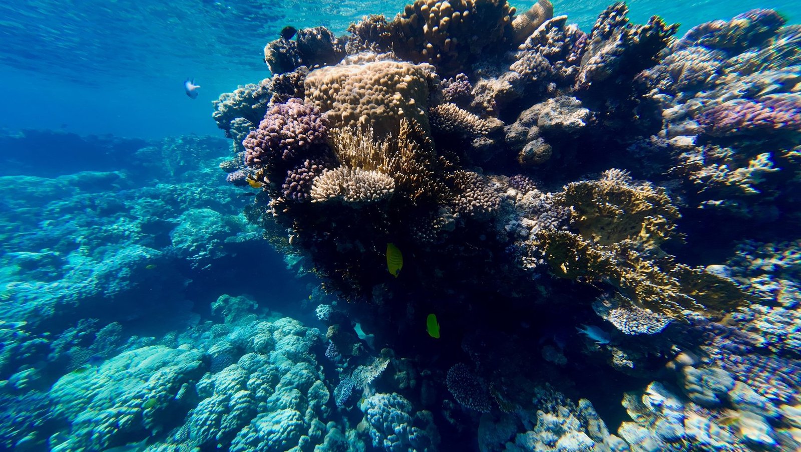 A sunlit coral garden in the clear water of the Red Sea