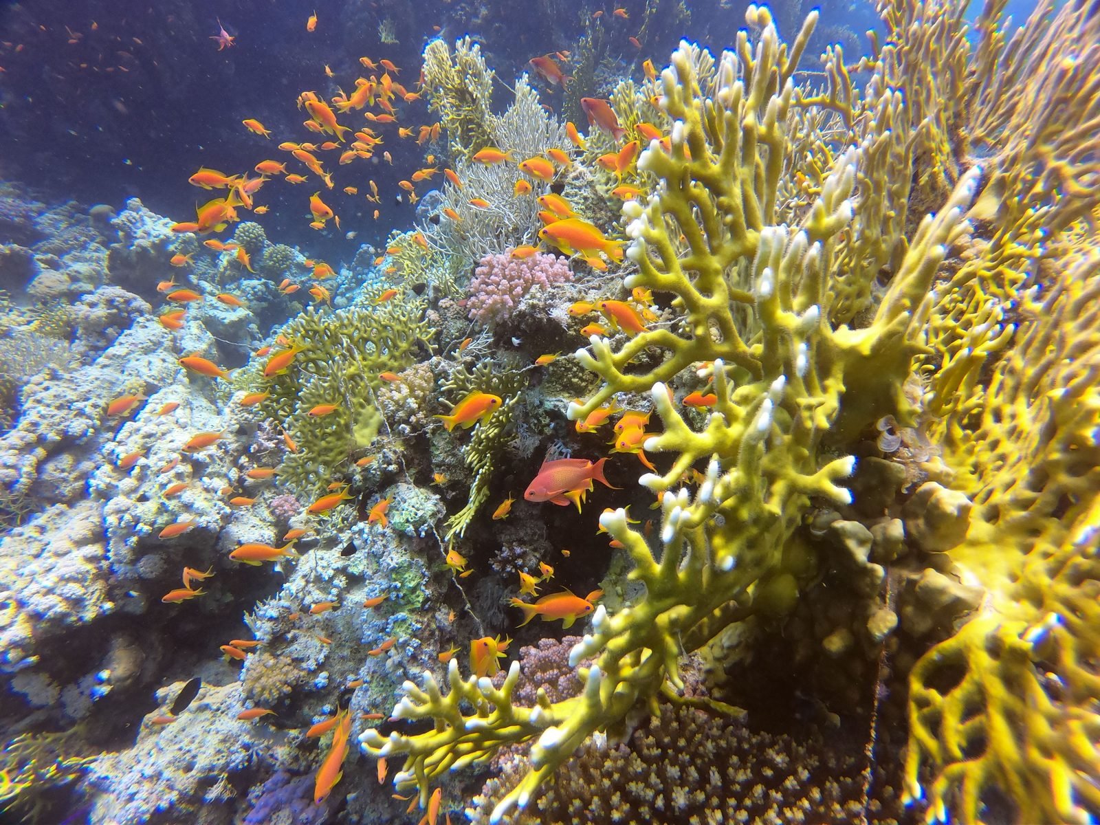 Fire coral and orange anthias on a Red Sea reef
